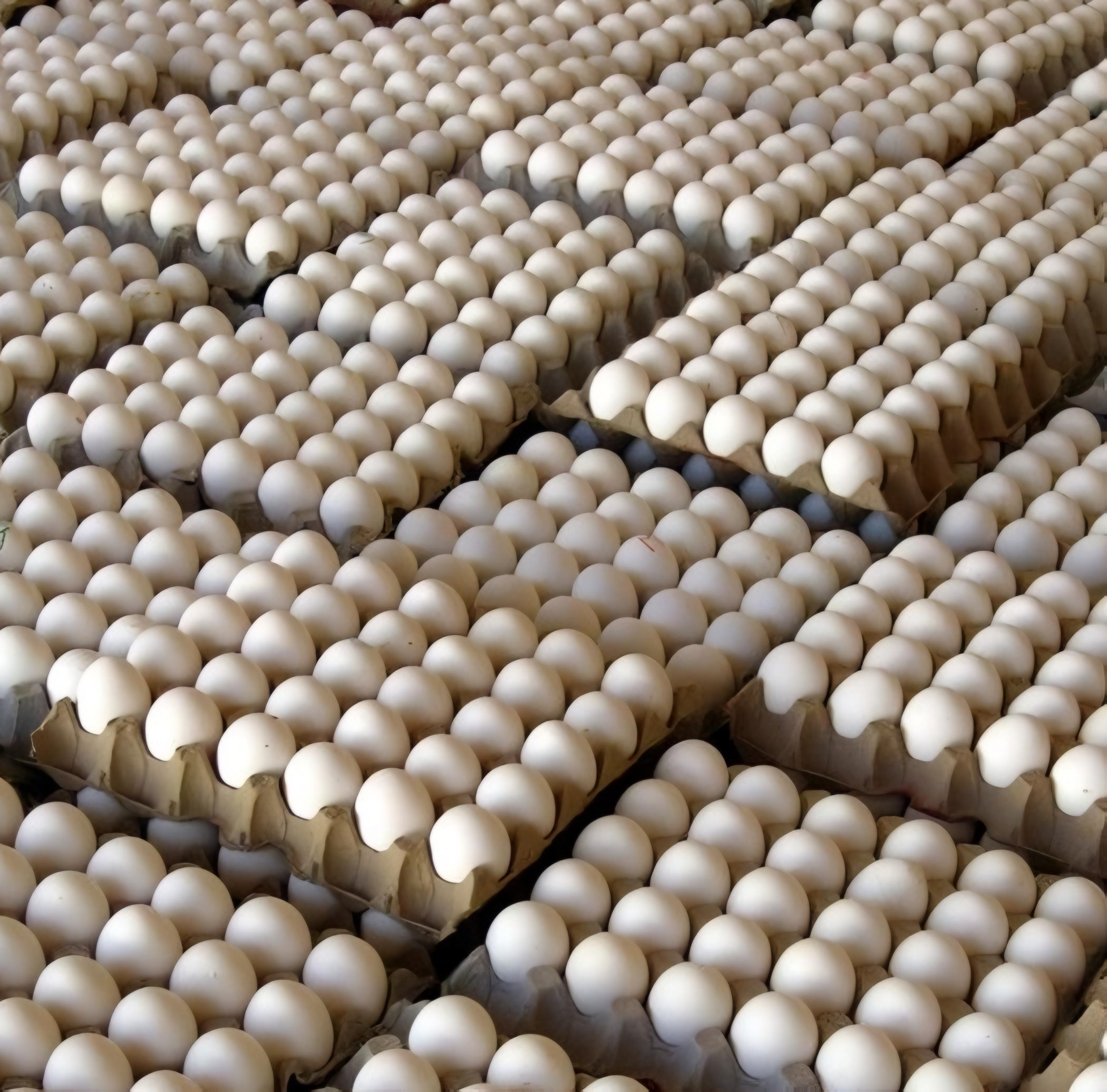 Table Eggs