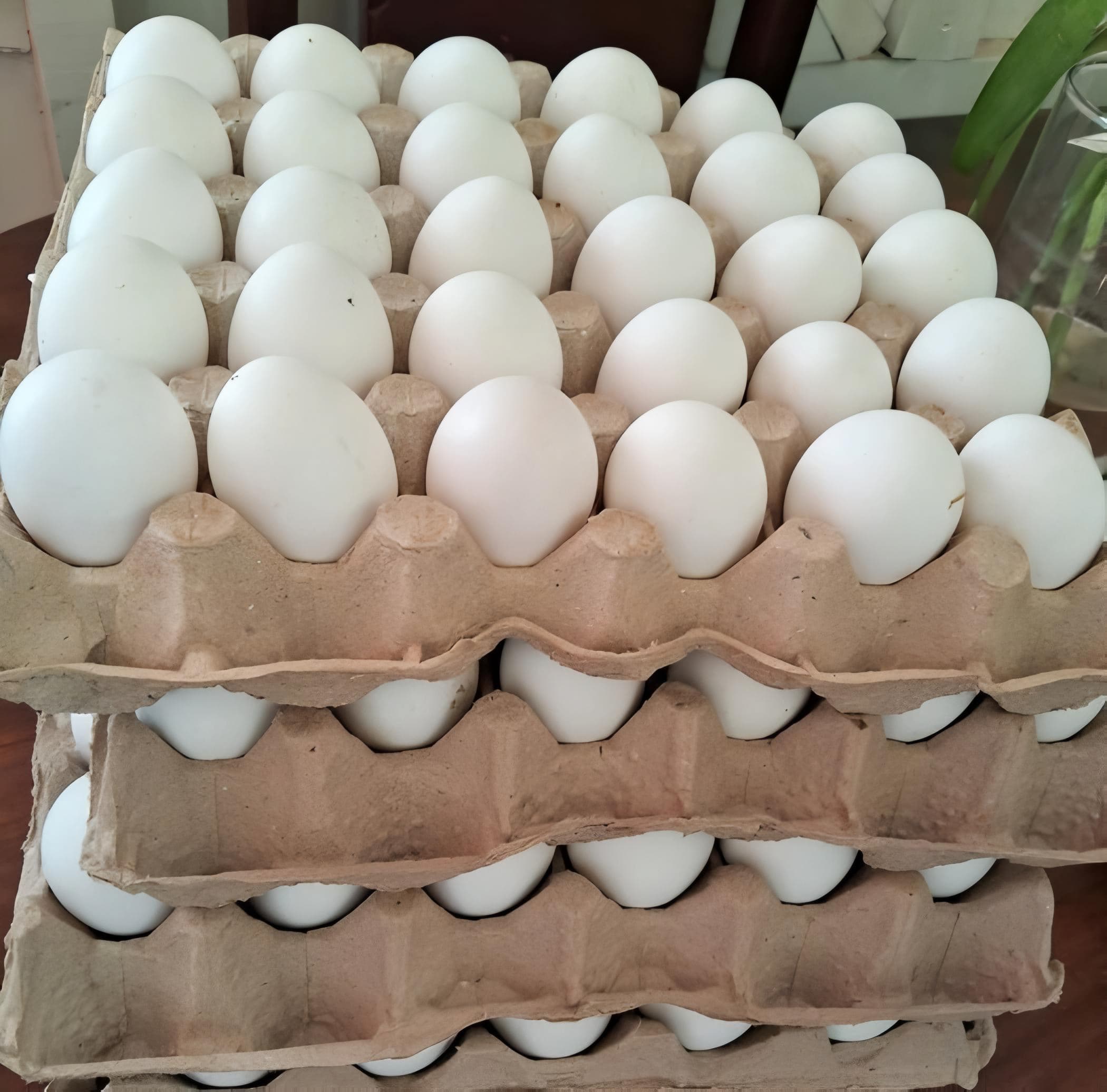 White Shell Eggs